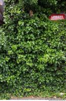 wall overgrown ivy 0008